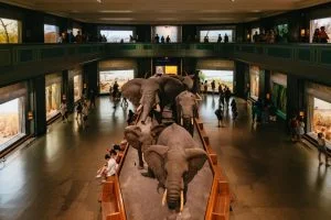New York : billet pour le Musée américain d'histoire naturelle