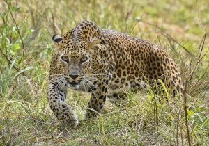 Yale Safari Sri Lanka